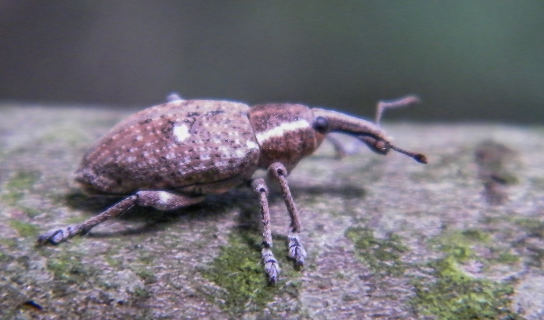 Lepyrus palustris - kétpettyes fűzormányos
