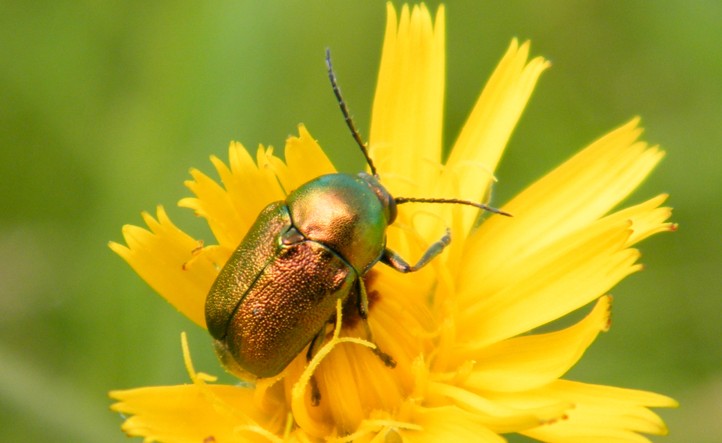 Cryptocephalus