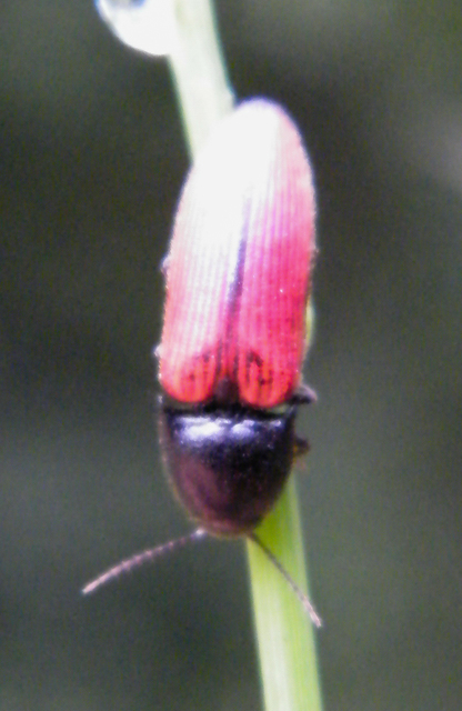 Ampedus