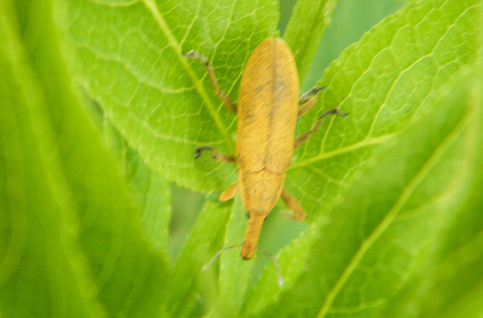 Lixus pulverulentus - mályvafúró dudvabarkó