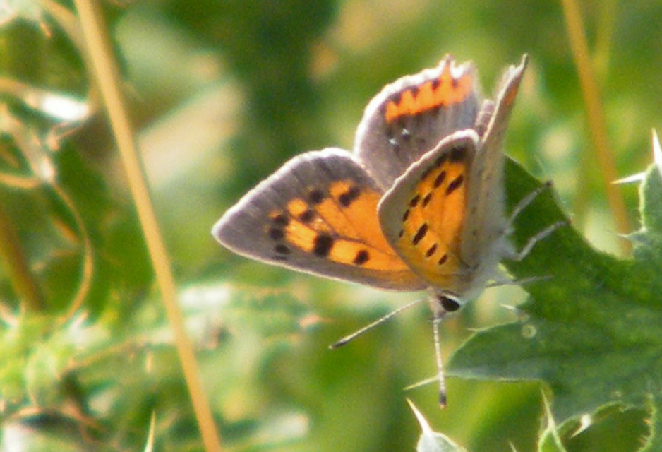 Lycaena phlaeas - közönséges tűzlepke