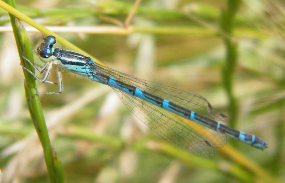 Coenagrion scitulum - mediterrán légivadász