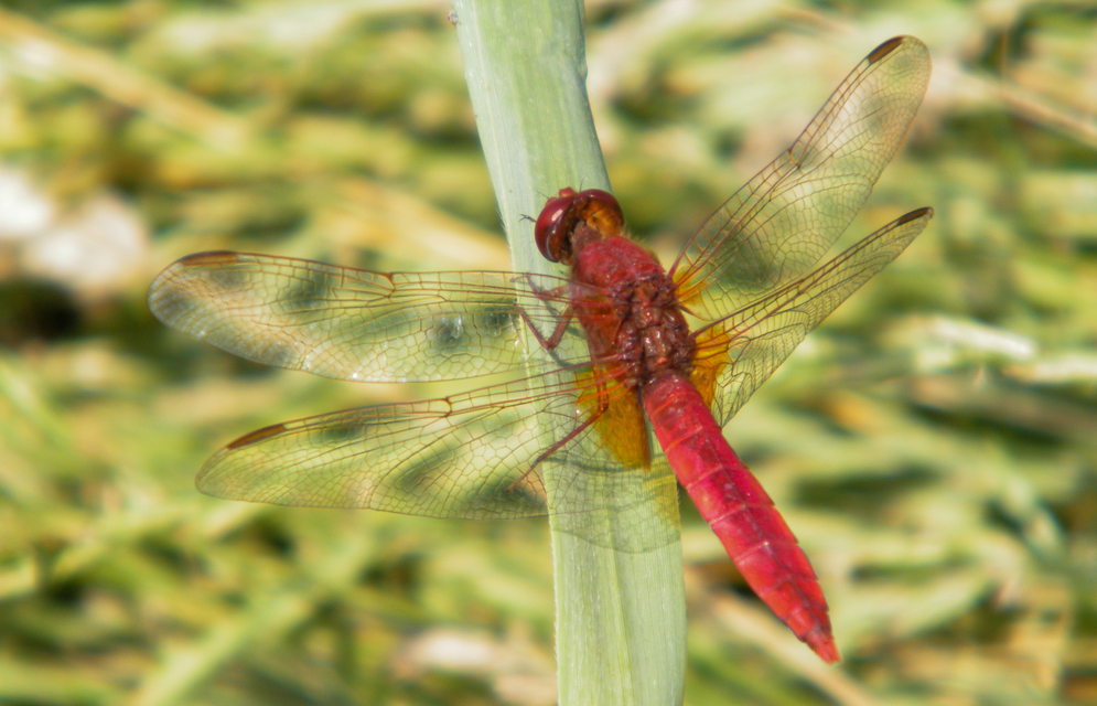 Crocothemis erythraea - skarlát szitakötő