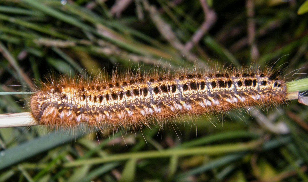 Euthrix potatoria - szomjas pohók
