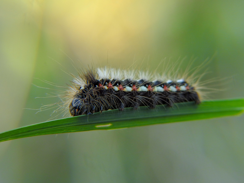 Acronicta rumicis - sóska-szigonyosbagoly