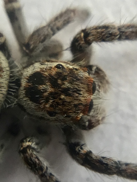 Carrhotus xanthogramma - rozsdás ugrópók
