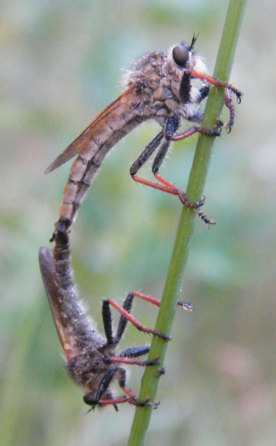Echthistus