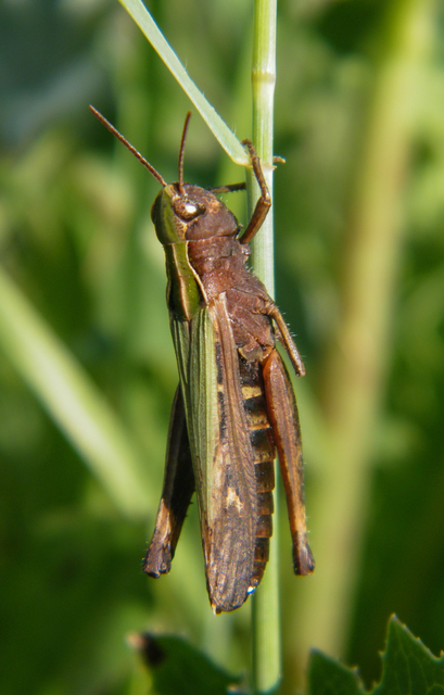 Omocestus rufipes - vöröshasú tarlósáska