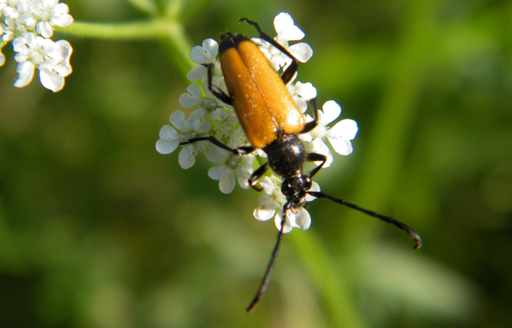 Stictoleptura fulva - vörhenyes virágcincér