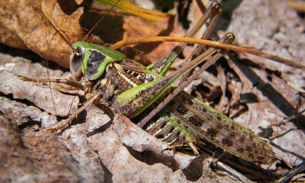 Decticus verrucivorus - szemölcsevő szöcske