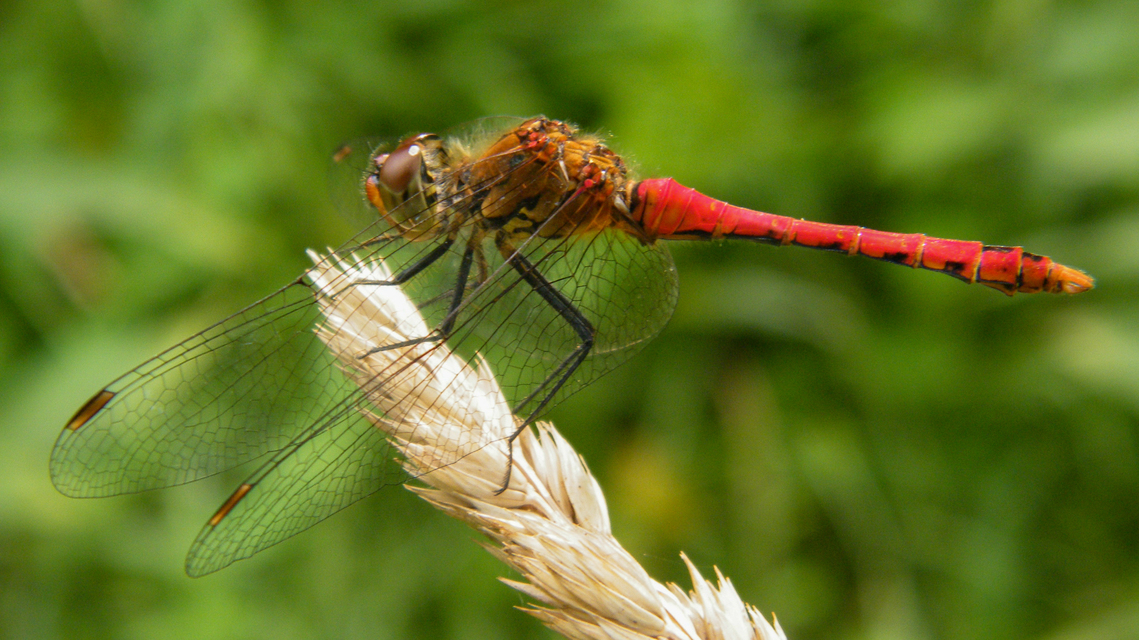 Sympetrum sanguineum - vörös katona-szitakötő