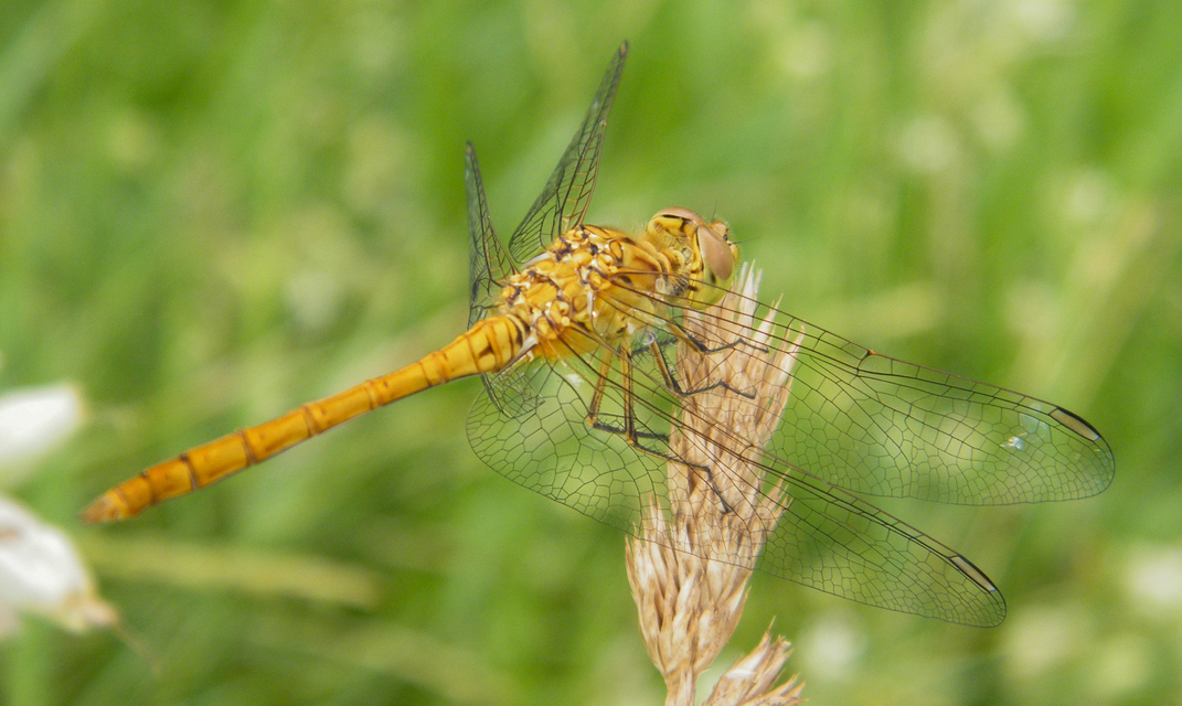 Sympetrum meridionale - fakó katona-szitakötő