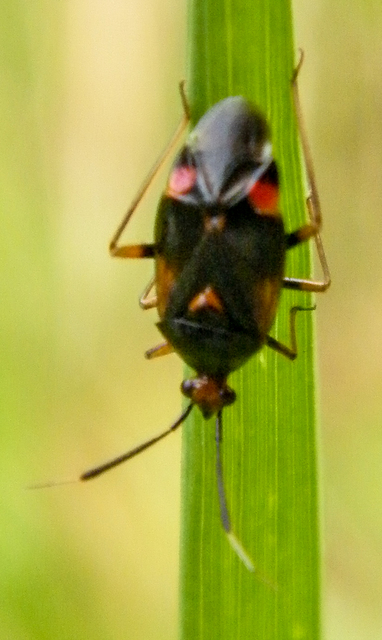 Deraeocoris ruber - vöröses mezeipoloska