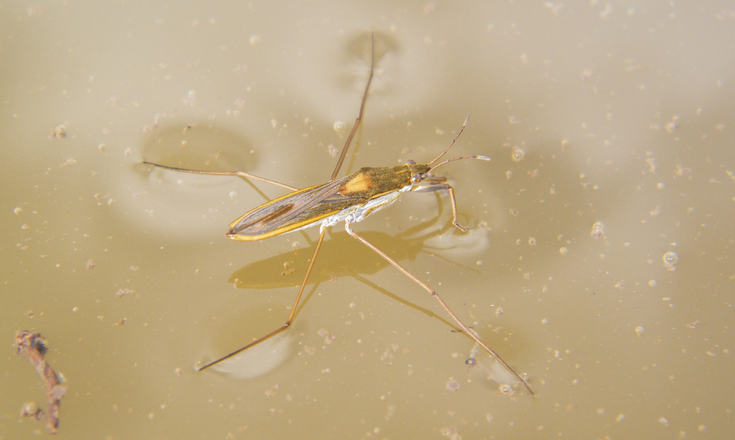 Gerridae - molnárpoloskák