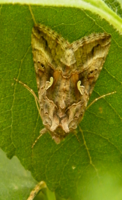Autographa gamma - gammalepke