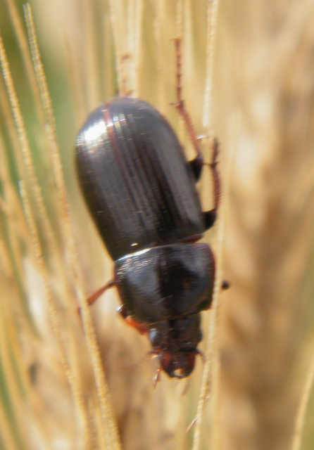 Zabrus tenebrioides - gabonafutó