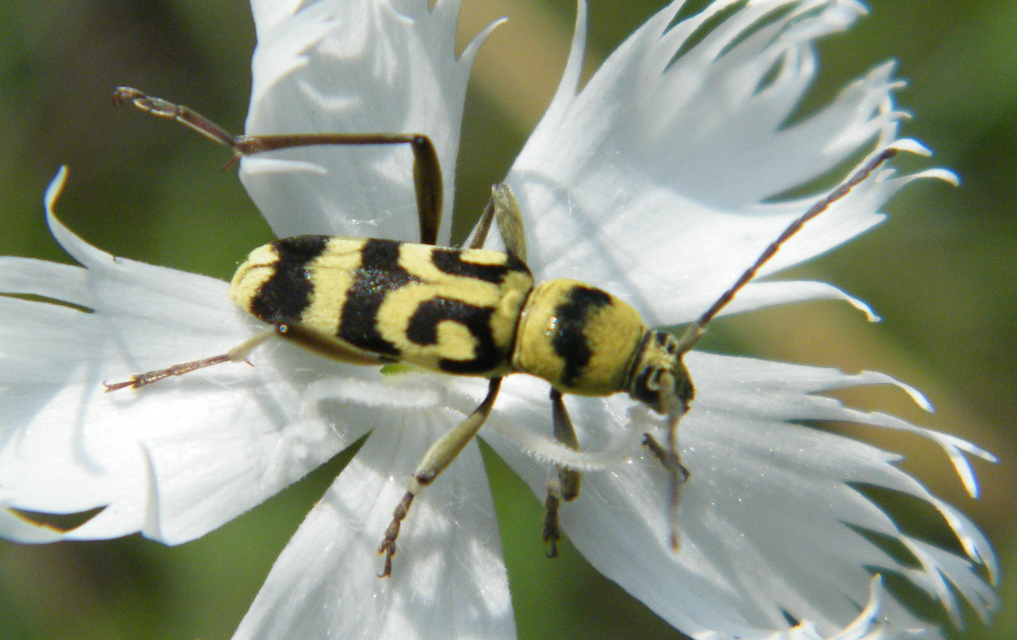 Chlorophorus varius - díszes darázscincér