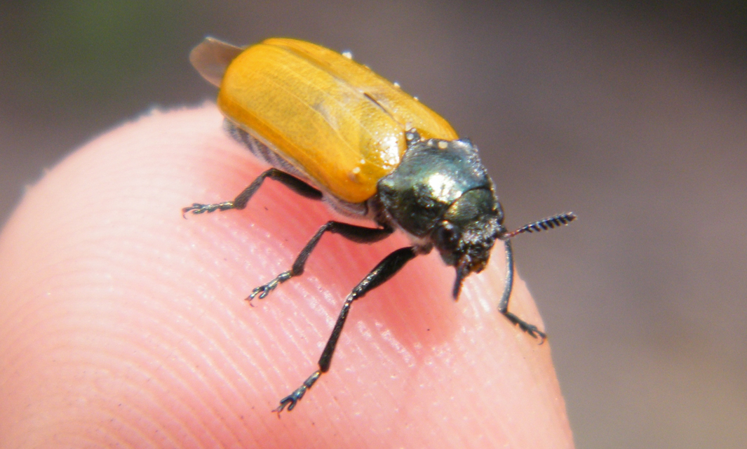 Labidostomis Labidostomis