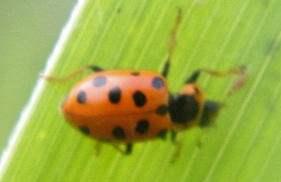 Hippodamia tredecimpunctata - mocsári katica