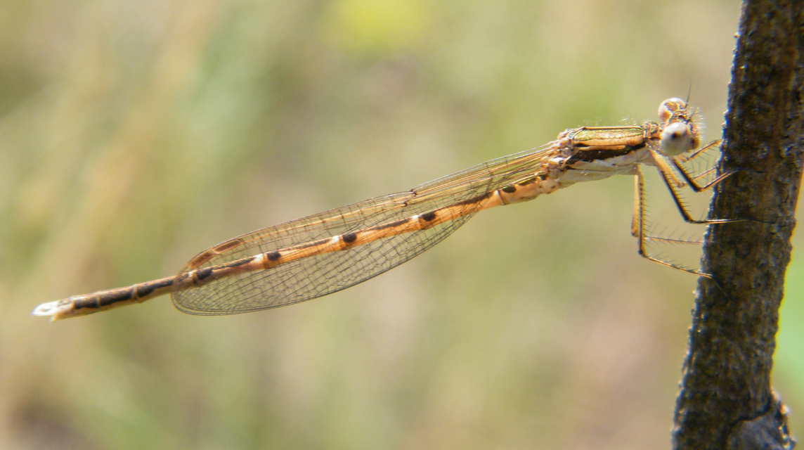 Sympecma fusca - téli rablószitakötő