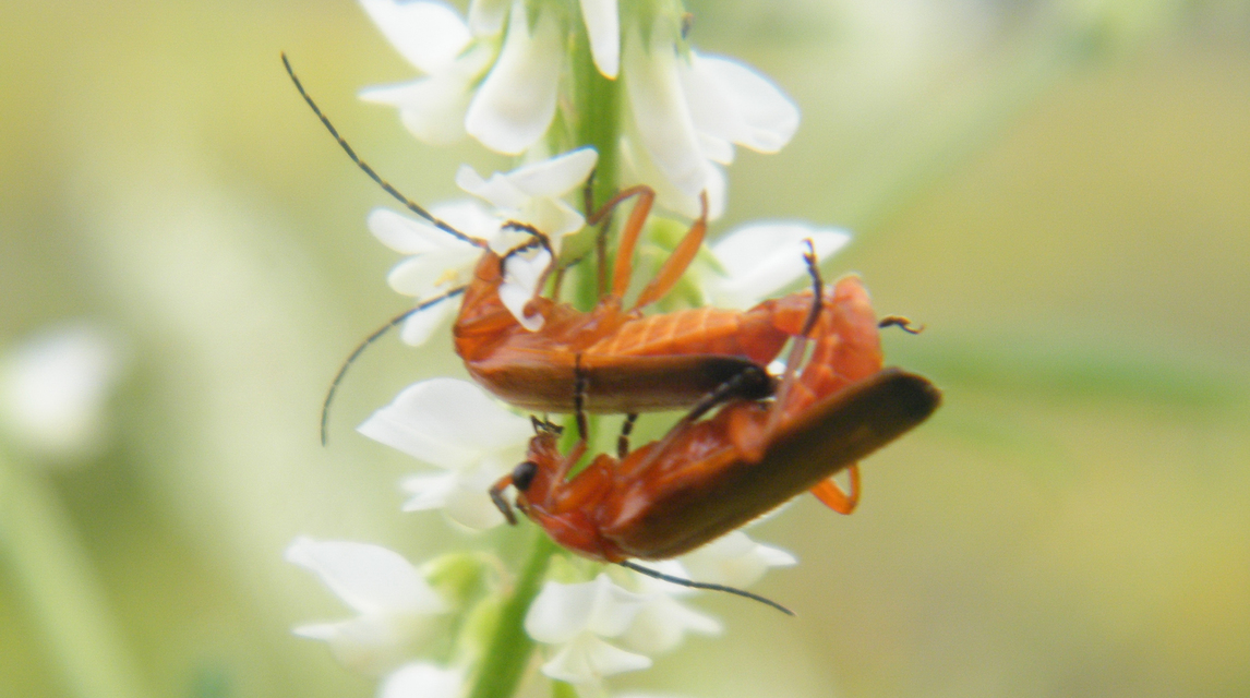 Rhagonycha fulva - feketevégű lágybogár
