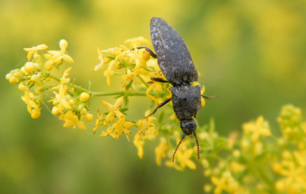 Agrypnus murinus - egérszínű pikkelyespattanó