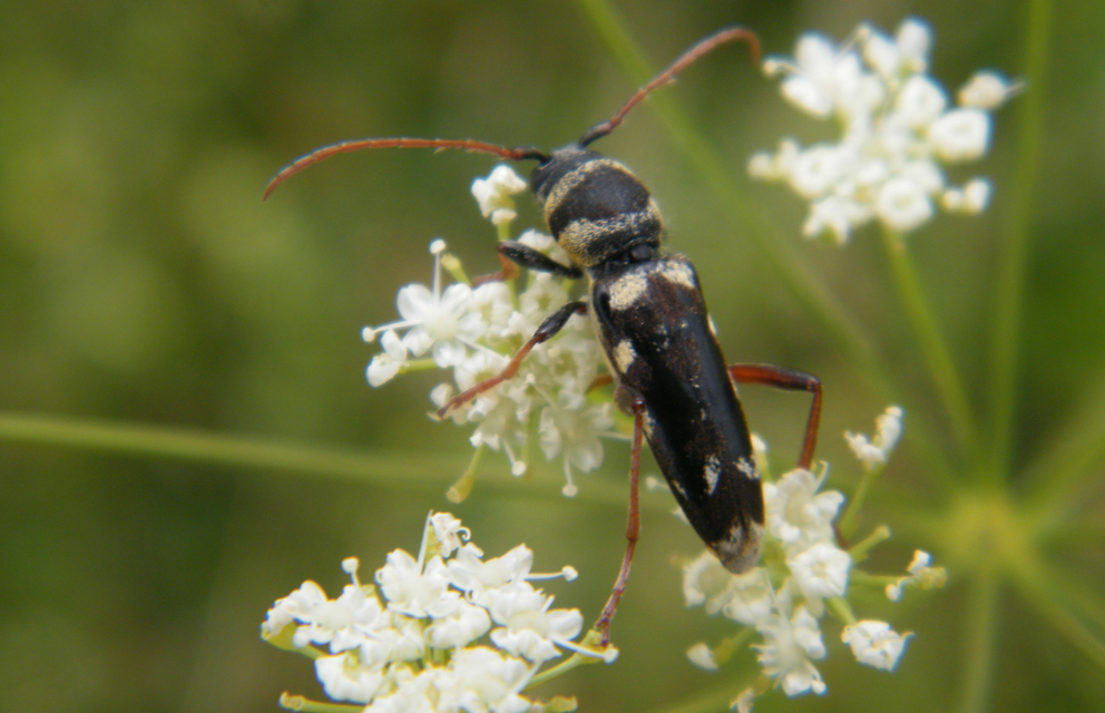 Echinocerus floralis - lucerna-darázscincér