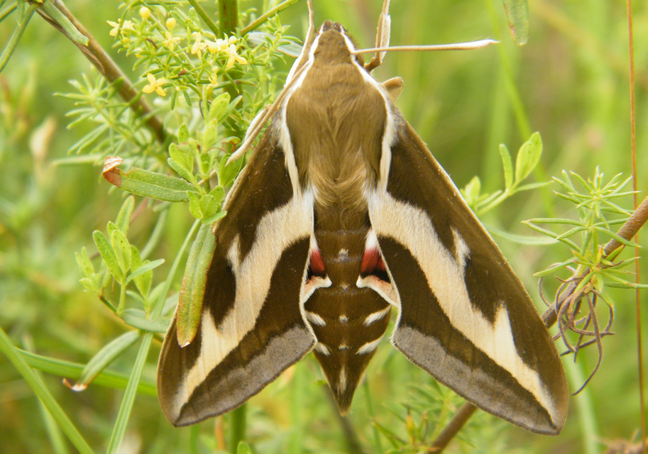 Hyles gallii - galajszender