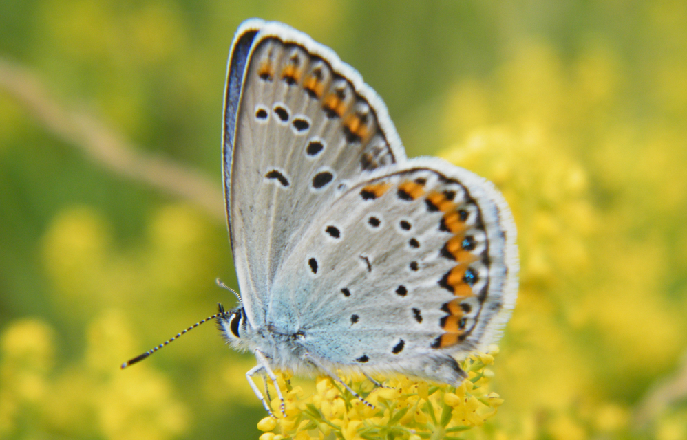 Plebejus argyrognomon - tintakék boglárka