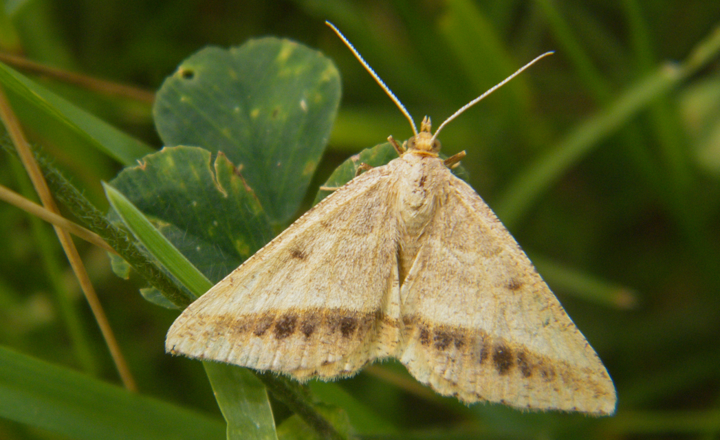 Tephrina arenacearia - lucerna-araszoló