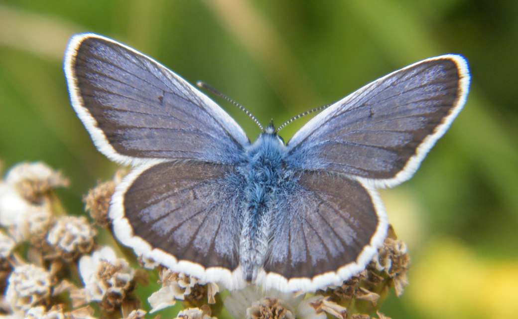 Plebejus argus - ezüstös boglárka