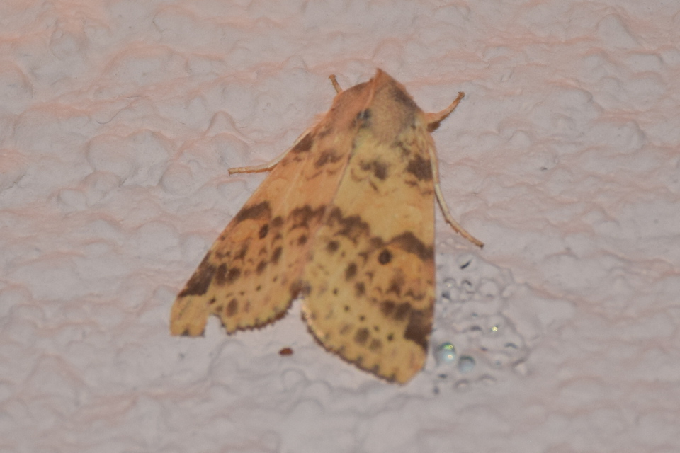 Cirrhia ocellaris - fakó sárgabagoly