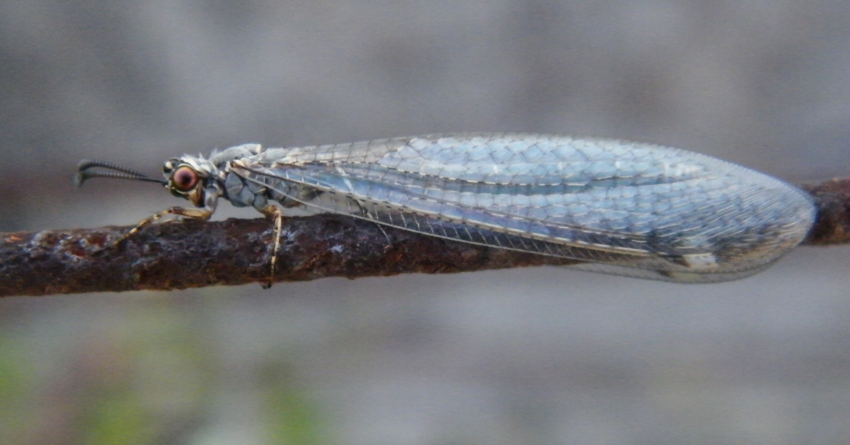 Myrmeleon