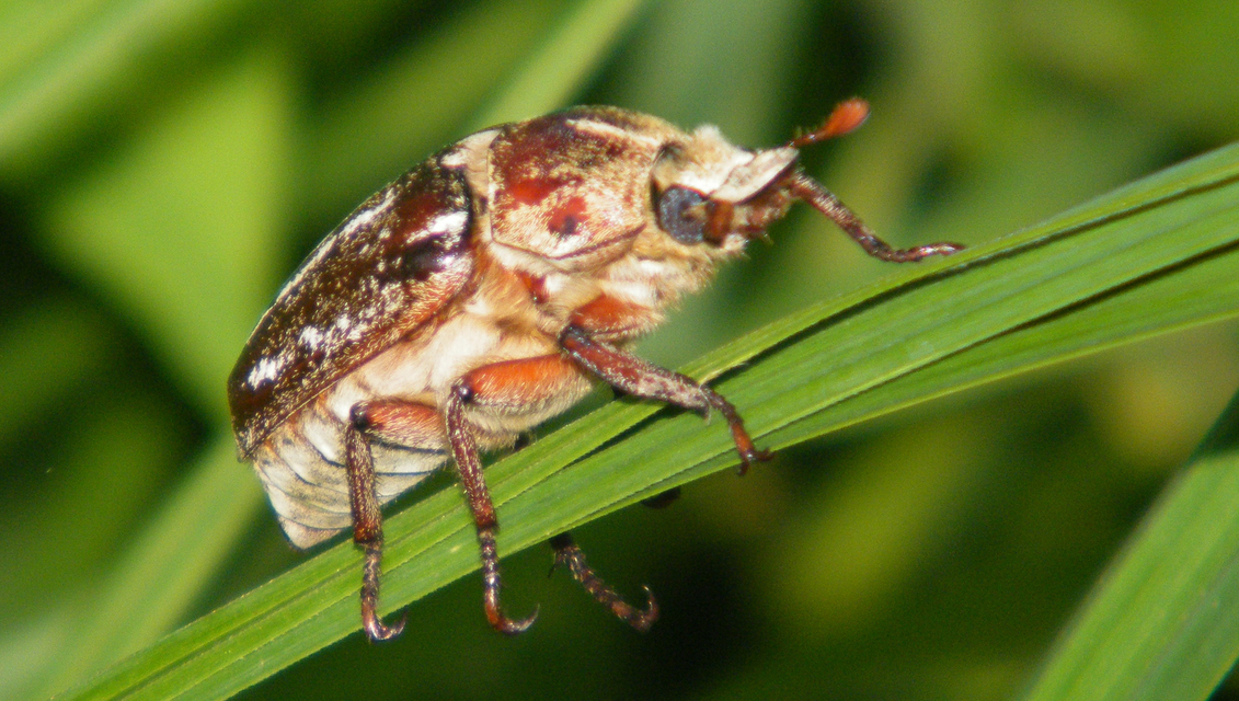 Anoxia orientalis - keleti cserebogár