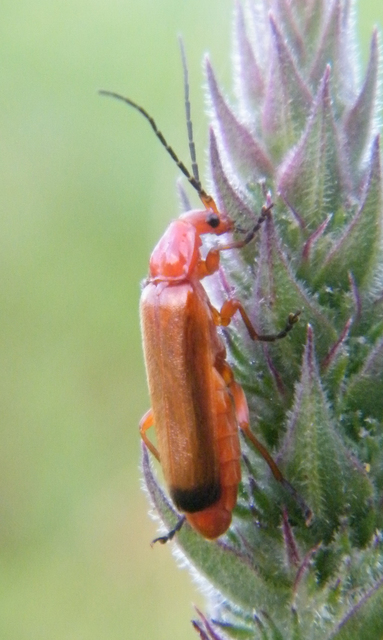 Rhagonycha fulva - feketevégű lágybogár