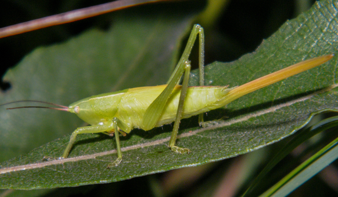 Ruspolia nitidula - nagy kúpfejűszöcske
