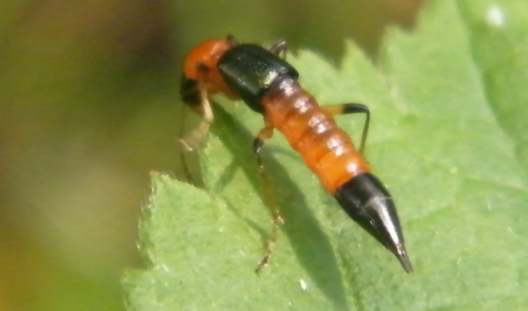 Paederus