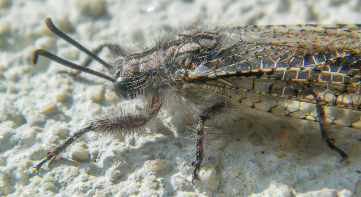 Acanthaclisis occitanica - pusztai hangyaleső