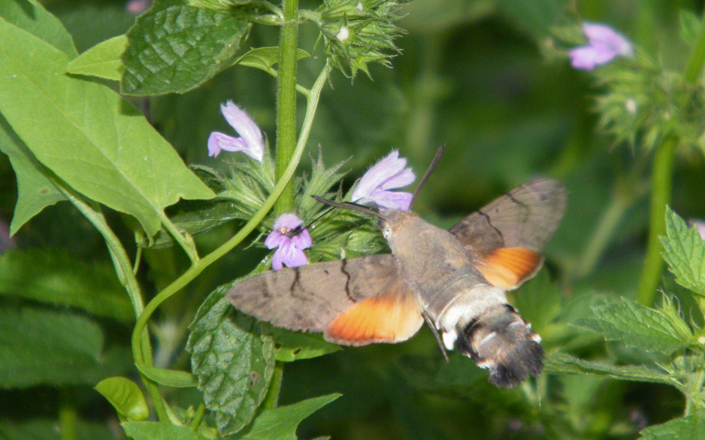 Macroglossum stellatarum - kacsafarkú szender