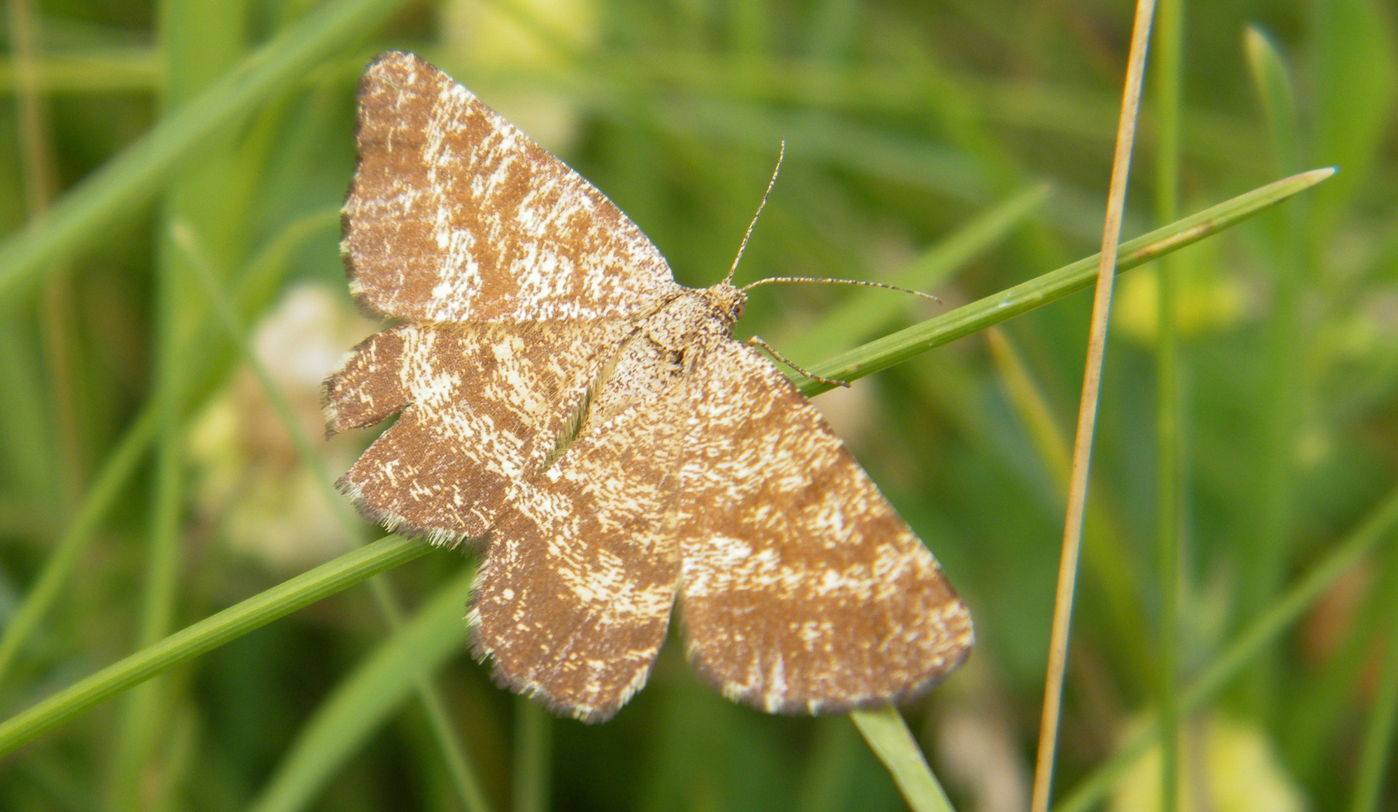 Ematurga atomaria - barna rétiaraszoló
