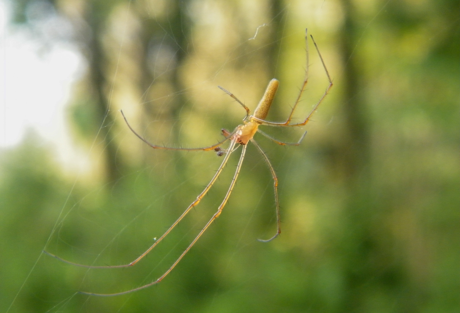 Tetragnatha