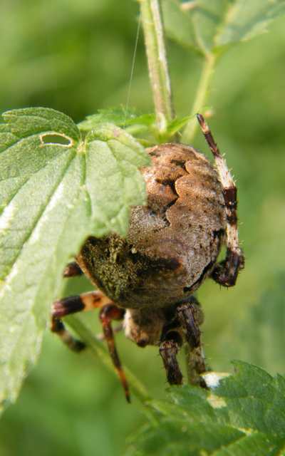 Araneus circe/angulatus