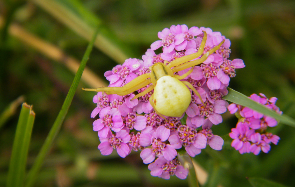 Misumena vatia - viráglakó karolópók