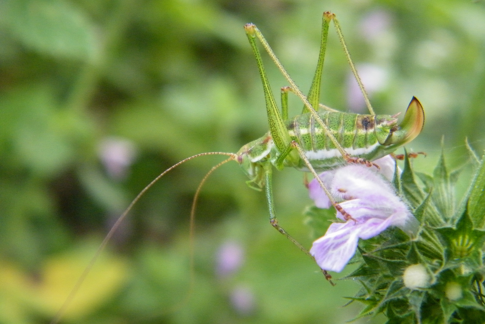 Leptophyes albovittata - közönséges virágszöcske
