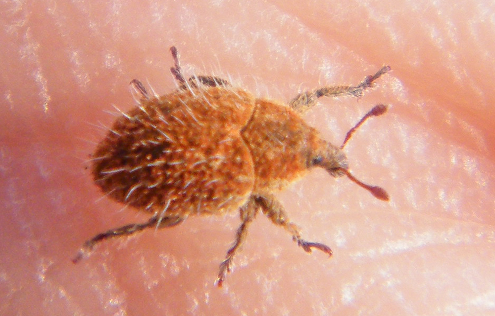 Lachnaeus crinitus - réti sünbarkó
