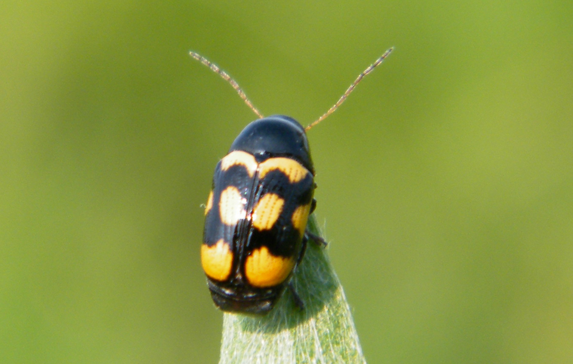 Cryptocephalus anticus - réti zömökbogár