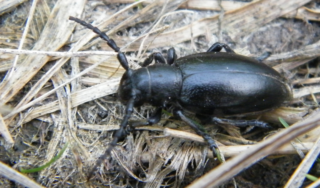 Dorcadion aethiops - fekete gyalogcincér
