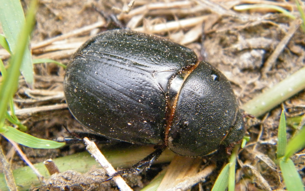Pentodon idiota - butabogár