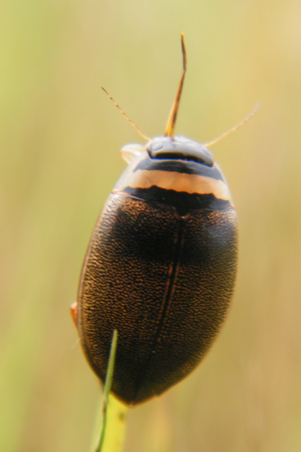 Graphoderus
