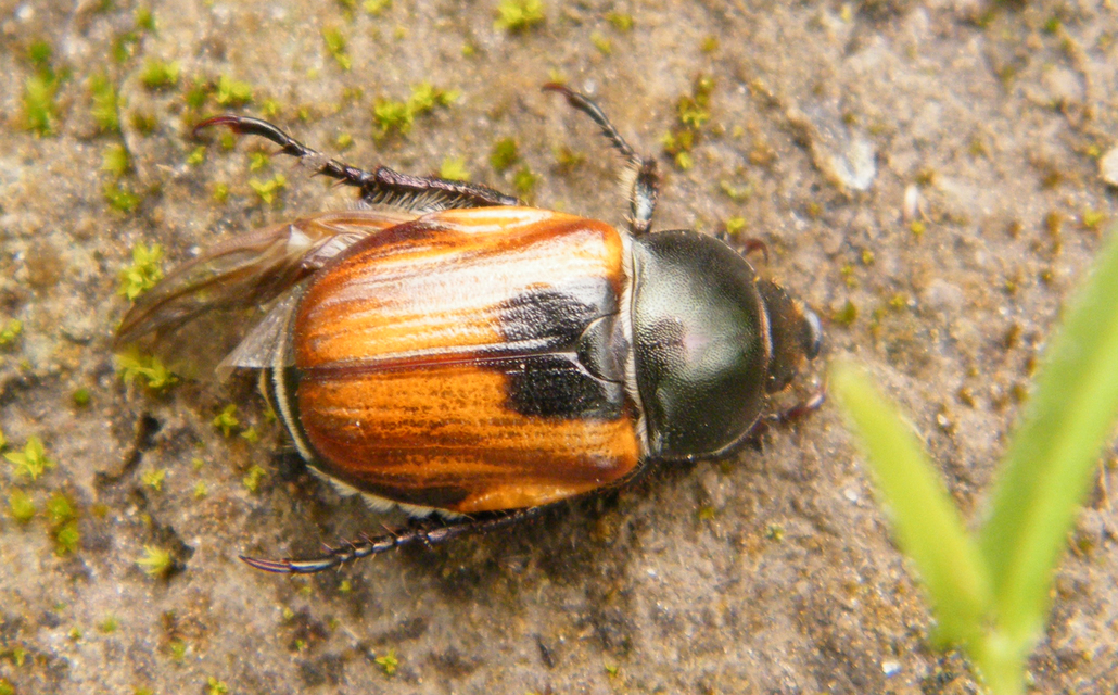 Anisoplia austriaca - osztrák szipoly